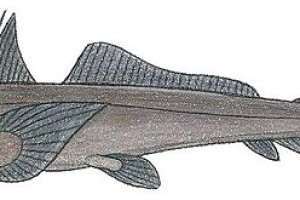 加勒比海新吻银鲛