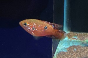 红宝石鱼