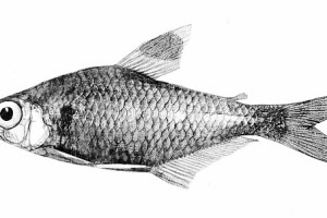 科氏鲃脂鲤 金三角鳍鱼
