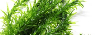 蜈蚣草