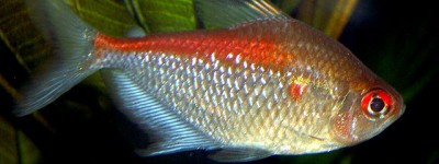 微红鲃脂鲤 大帆血心鱼