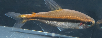 维尔马鲃脂鲤 金线黑灯鱼