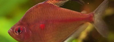 高鳍鲃脂鲤 红印鱼
