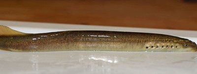 陡鳍七鳃鳗
