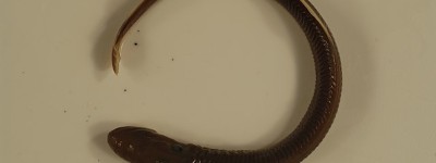 克拉马斯河七鳃鳗