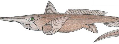 大西洋长吻银鲛