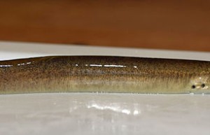 陡鳍七鳃鳗