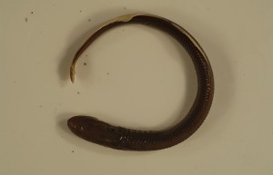 克拉马斯河七鳃鳗