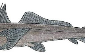 加勒比海新吻银鲛