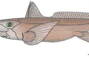 大西洋长吻银鲛