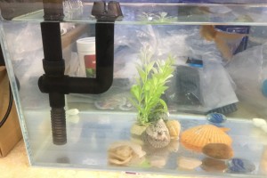 鱼缸长藻类怎么办、鱼缸藻类的处理方法