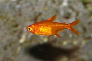 爱泳鲃脂鯉 火焰灯鱼