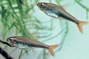 洛雷托鲃脂鲤 红尾金线灯鱼