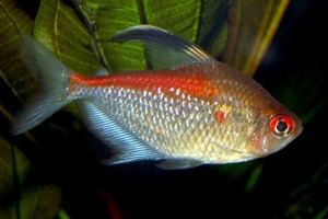 微红鲃脂鲤 大帆血心鱼