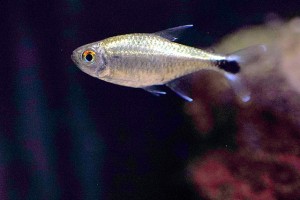 罗氏半线脂鲤 黄金灯鱼