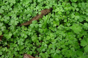 三裂天胡荽 日本天胡荽