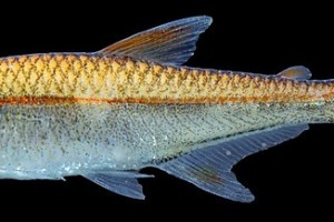 华美半线脂鲤 王子灯鱼