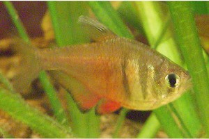 火焰鲃脂鲤 火焰旗鱼