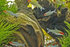 红吻半线脂鲤 红鼻剪刀鱼