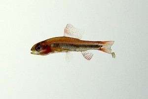 韦氏杂色脂鲤 珍珠灯鱼