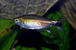 豚形半线脂鲤 金线灯鱼