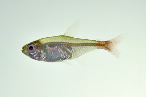 斑点半线脂鲤 一点红鱼