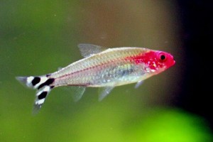 布氏非洲裙鱼 红头剪刀鱼