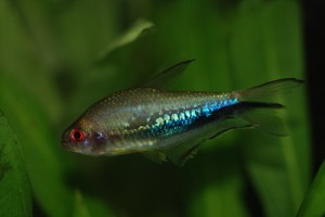 彩虹丝尾脂鲤 彩虹帝王灯鱼