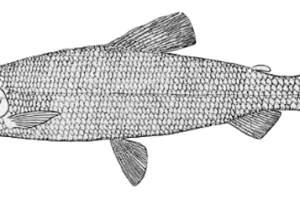 刚果小口贪食脂鲤