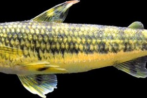 条纹矮脂鲤