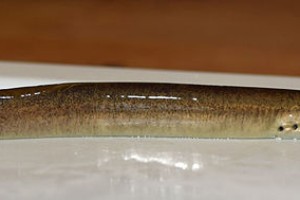 陡鳍七鳃鳗