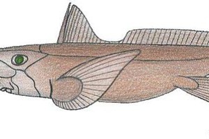大西洋长吻银鲛