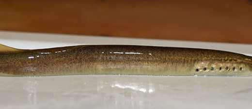 陡鳍七鳃鳗