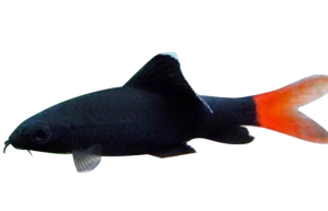 红尾黑鲨
