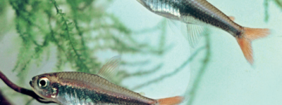 洛雷托鲃脂鲤 红尾金线灯鱼