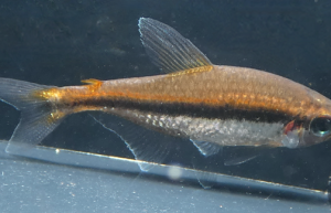 维尔马鲃脂鲤 金线黑灯鱼