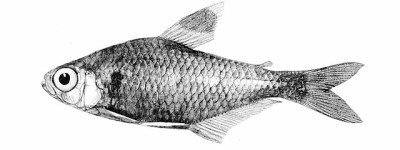 科氏鲃脂鲤 金三角鳍鱼